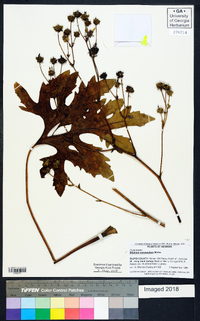 Silphium compositum image