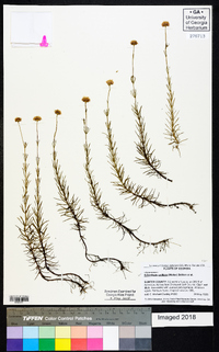 Sclerolepis uniflora image