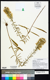 Liatris elegans image