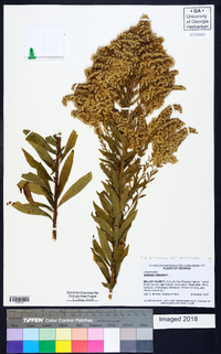 Solidago altissima var. altissima image