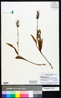 Platanthera clavellata image