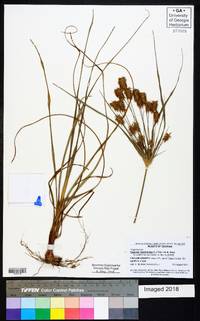 Cyperus retrofractus image