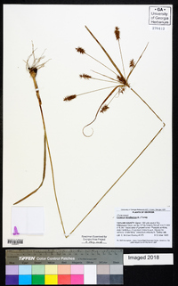 Cyperus retrofractus image