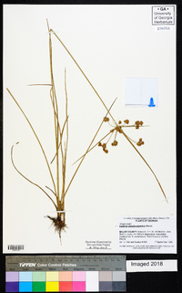 Cyperus pseudovegetus image