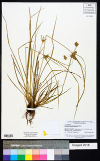 Cyperus pseudovegetus image