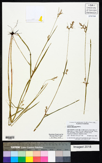 Scleria reticularis image