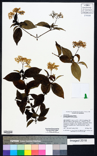 Cornus asperifolia image