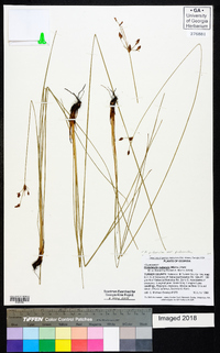 Fimbristylis puberula var. puberula image