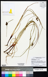 Carex complanata image