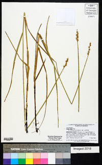 Carex alata image