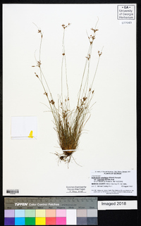 Bulbostylis ciliatifolia var. coarctata image