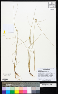 Cyperus neotropicalis image