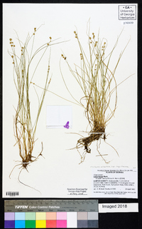 Carex atlantica subsp. capillacea image