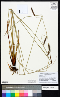 Carex glaucescens image