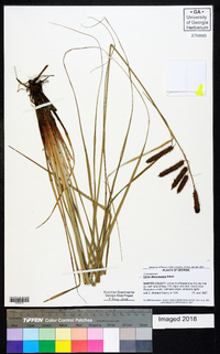 Carex glaucescens image