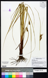 Carex striata image