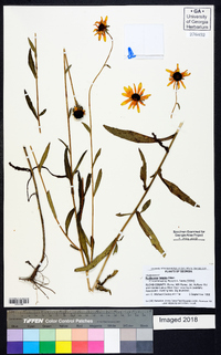 Rudbeckia fulgida image