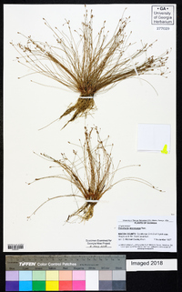 Eleocharis microcarpa image