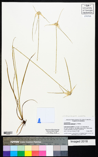 Rhynchospora colorata image