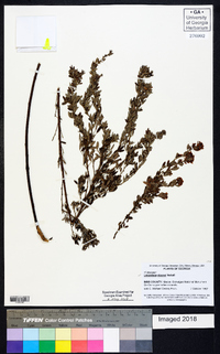 Lespedeza stuevei image