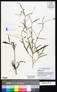 Crotalaria purshii image