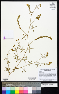 Zornia bracteata image
