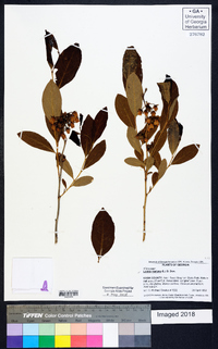 Lyonia mariana image