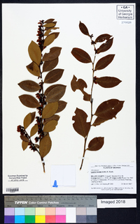 Lyonia lucida image