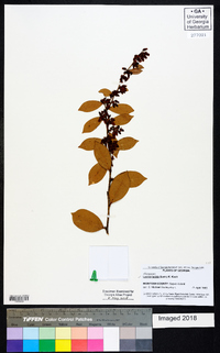 Lyonia lucida image