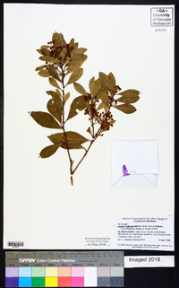 Lyonia fruticosa image