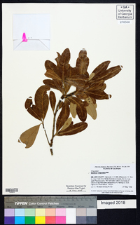 Quercus virginiana image