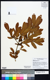 Quercus laurifolia image