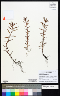 Proserpinaca pectinata image