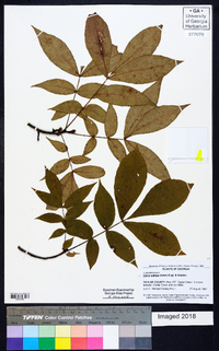 Carya pallida image