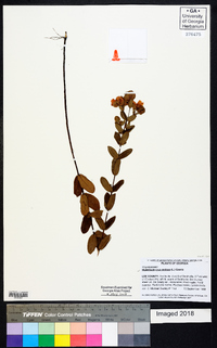 Hypericum crux-andreae image