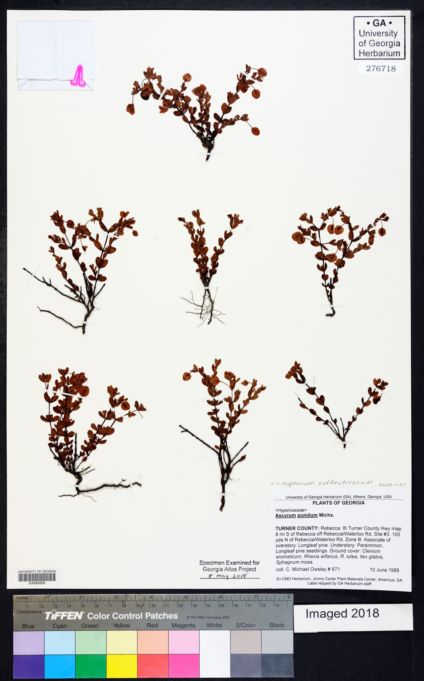 Hypericum suffruticosum image