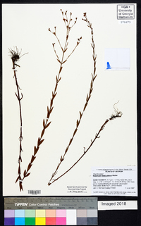 Hypericum denticulatum image