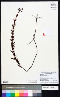 Hypericum cistifolium image