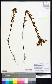 Hypericum crux-andreae image