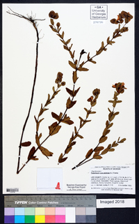 Hypericum crux-andreae image