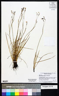 Sisyrinchium nashii image