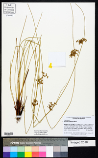 Juncus coriaceus image