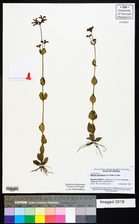 Mitreola sessilifolia image