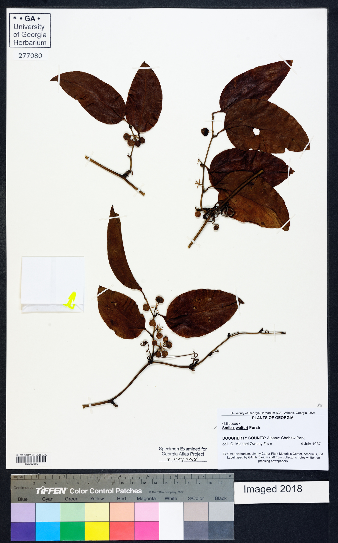 Smilax walteri image