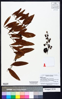 Smilax laurifolia image