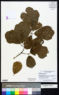 Quercus arkansana image