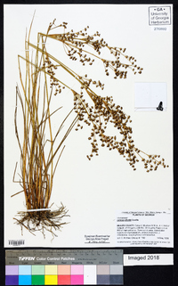 Juncus elliottii image