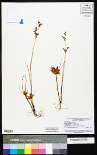 Juncus elliottii image