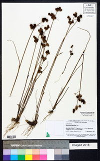 Juncus scirpoides image