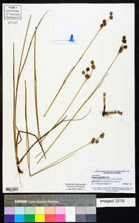 Juncus scirpoides image